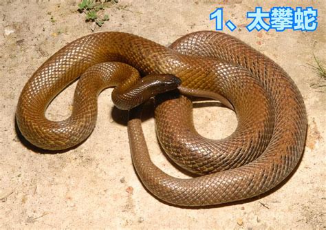 姓名三才 香港最毒的蛇